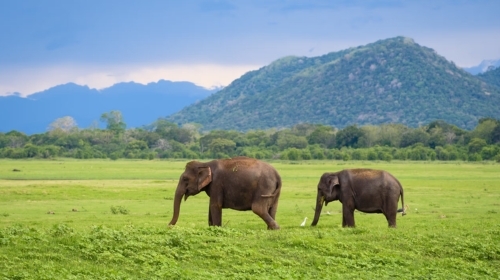 Africa & Indian Ocean